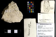 Foto (Objekt + Etiketten) von Palinurus grilli 